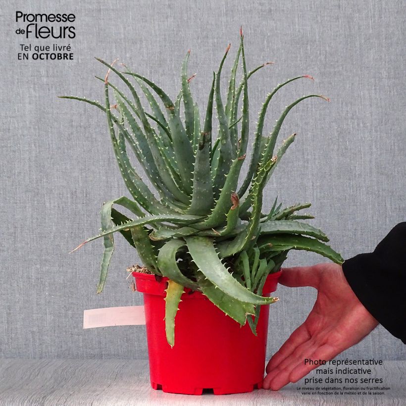 Amostra de Aloe × spinosissima Vaso de 2 L/3 L tal como entregue no outono