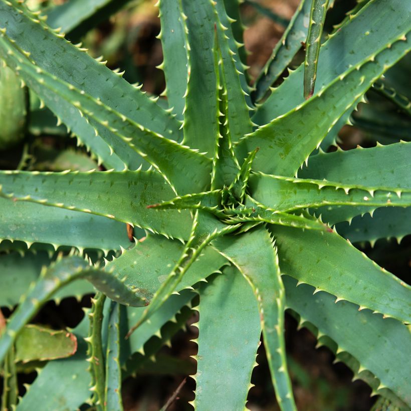 Aloe × spinosissima (Folhagem)