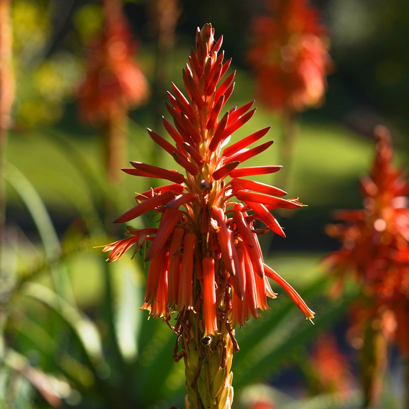 Aloe × spinosissima (Floração)