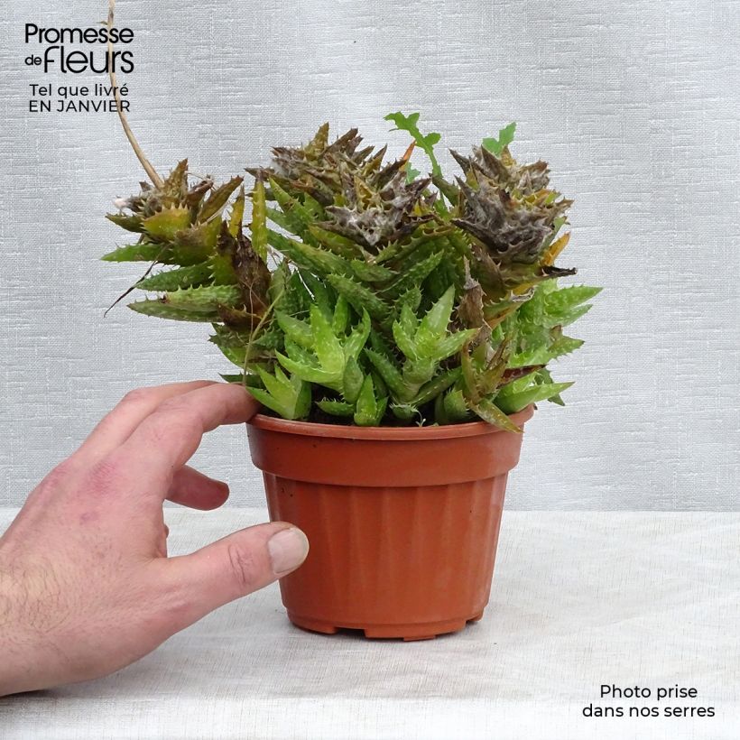Amostra de Aloe squarrosa Pot de 12 cm / 13 cm tal como entregue no inverno