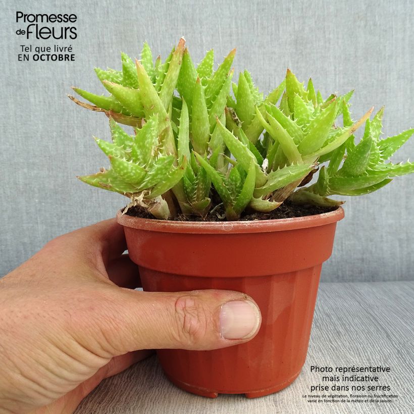 Amostra de Aloe squarrosa Vaso de 12 cm/13 cm tal como entregue no outono