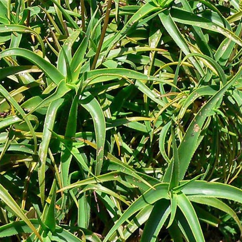 Aloe striatula (Folhagem)