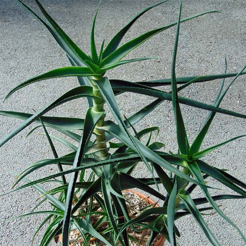 Aloe striatula (Hábito)