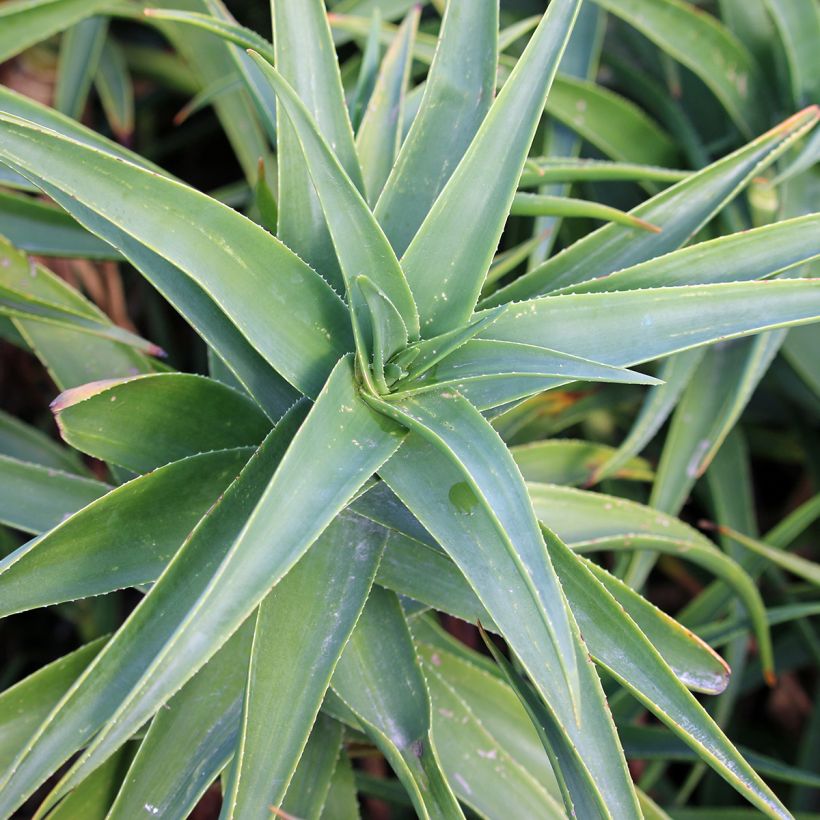 Aloe striatula (Folhagem)