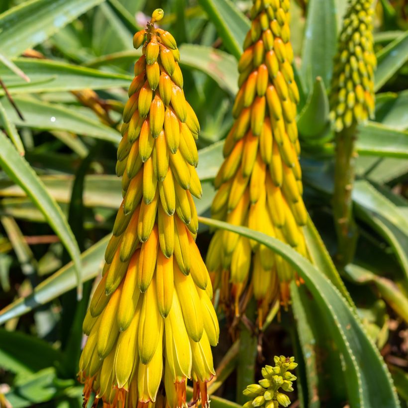 Aloe striatula (Floração)