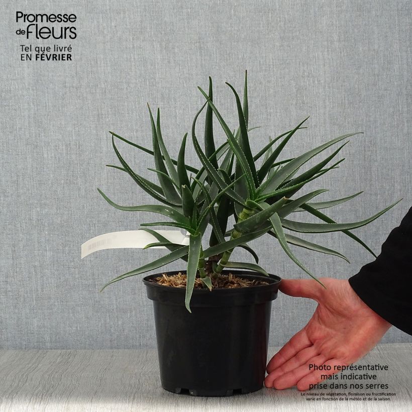 Amostra de Aloe striatula ArticJungle - Aloès arbustif Vaso de 8/9 cm tal como entregue no inverno