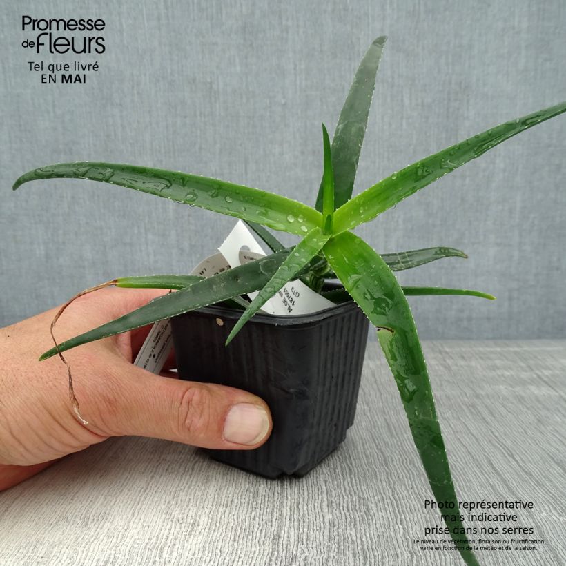 Amostra de Aloe striatula ArticJungle Vaso de 8/9 cm tal como entregue na primavera