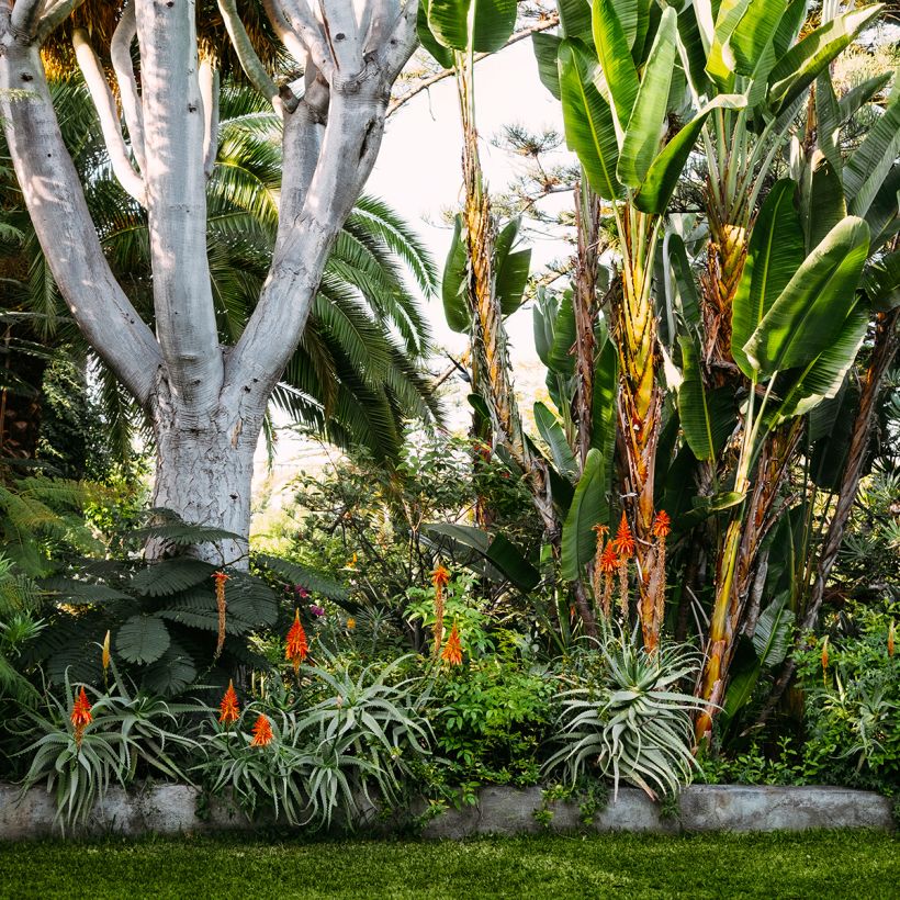 Aloe vera (Hábito)