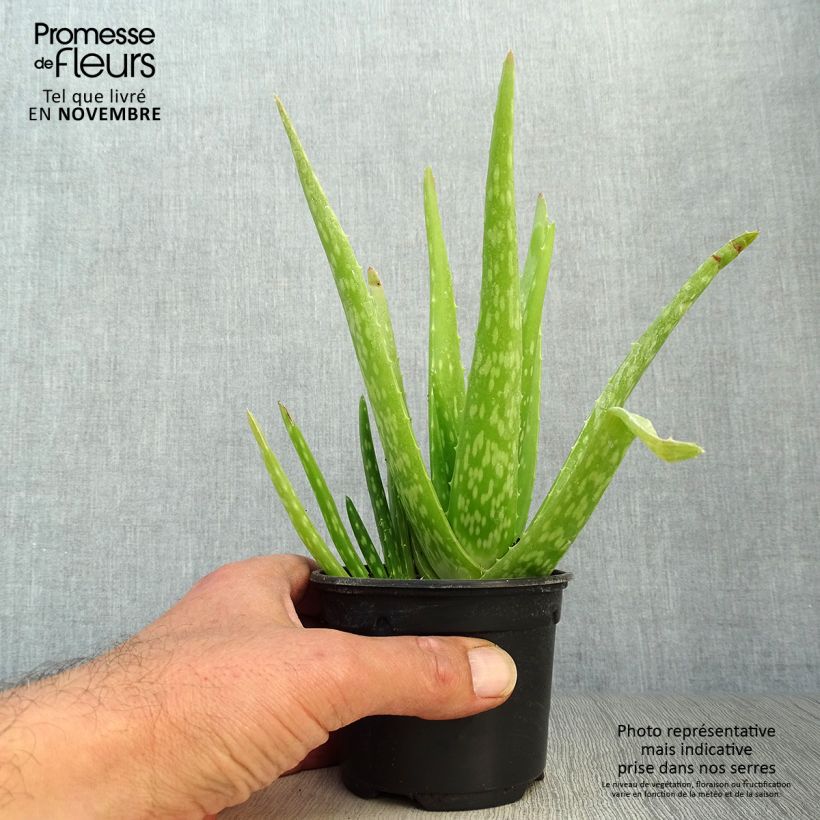 Amostra de Aloe vera Vaso de 7/8 cm tal como entregue no outono