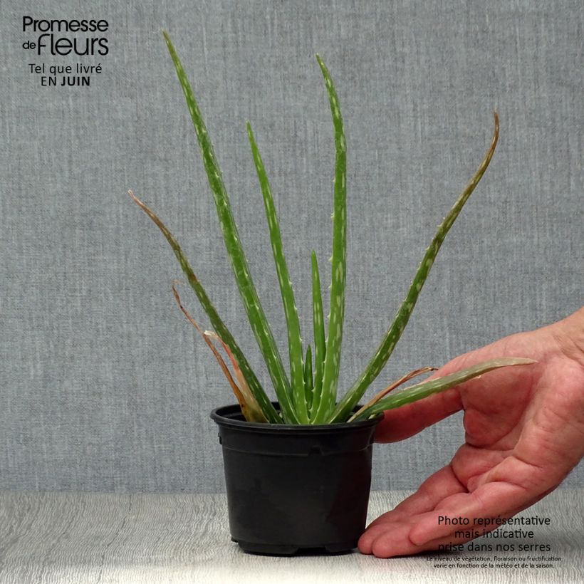 Amostra de Aloe vera Vaso de 7/8 cm tal como entregue no verão