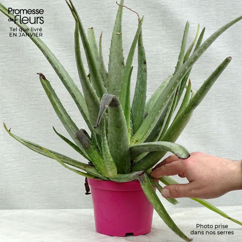 Amostra de Aloe vera - Aloes des Barbades Vaso de 12 cm/13 cm tal como entregue no inverno