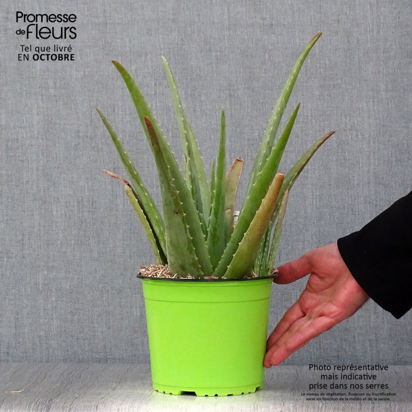 Amostra de Aloe vera Vaso de 2 L/3 L tal como entregue no outono