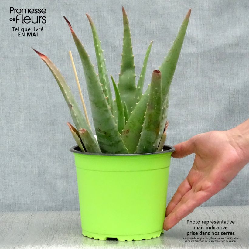 Amostra de Aloe vera Vaso de 2 L/3 L tal como entregue na primavera