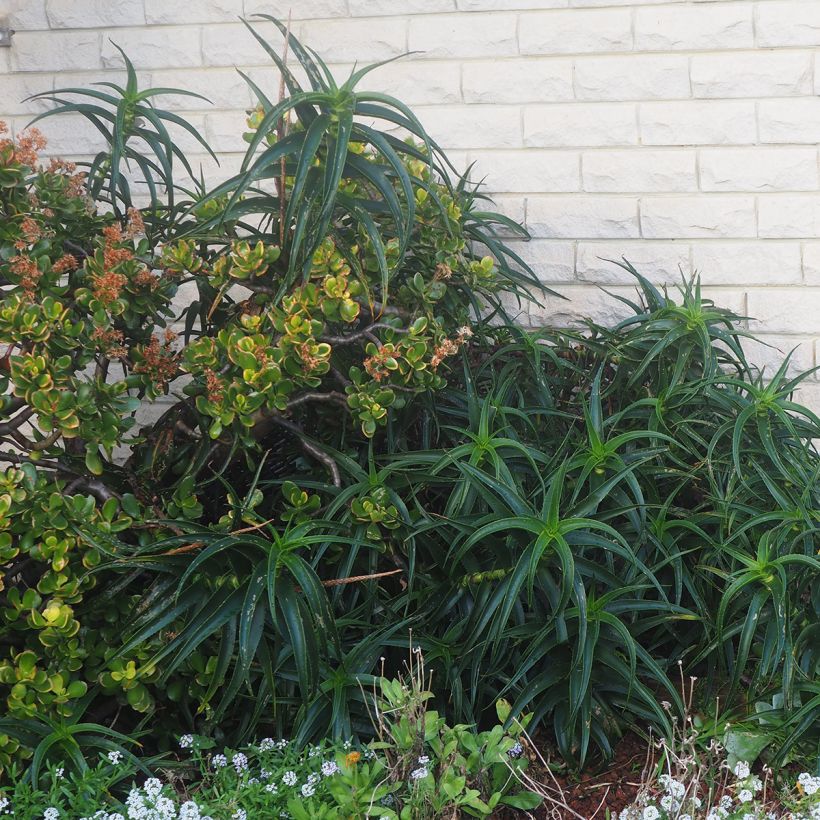 Aloe striatula ArticJungle (Hábito)