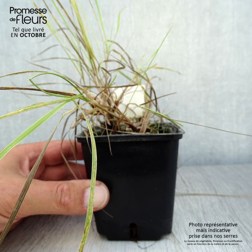 Amostra de Alopecurus pratensis Aureovariegatus - Rabo-de-raposa-dos-prados Vaso de 8/9 cm tal como entregue no outono