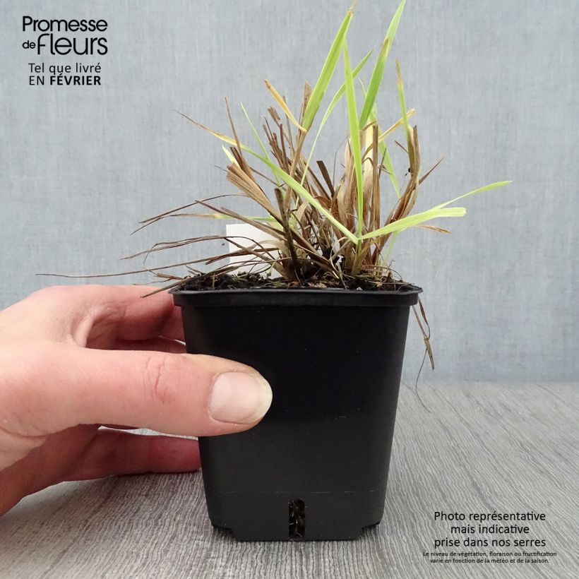 Amostra de Alopecurus pratensis Aureovariegatus Vaso de 8/9 cm tal como entregue no inverno