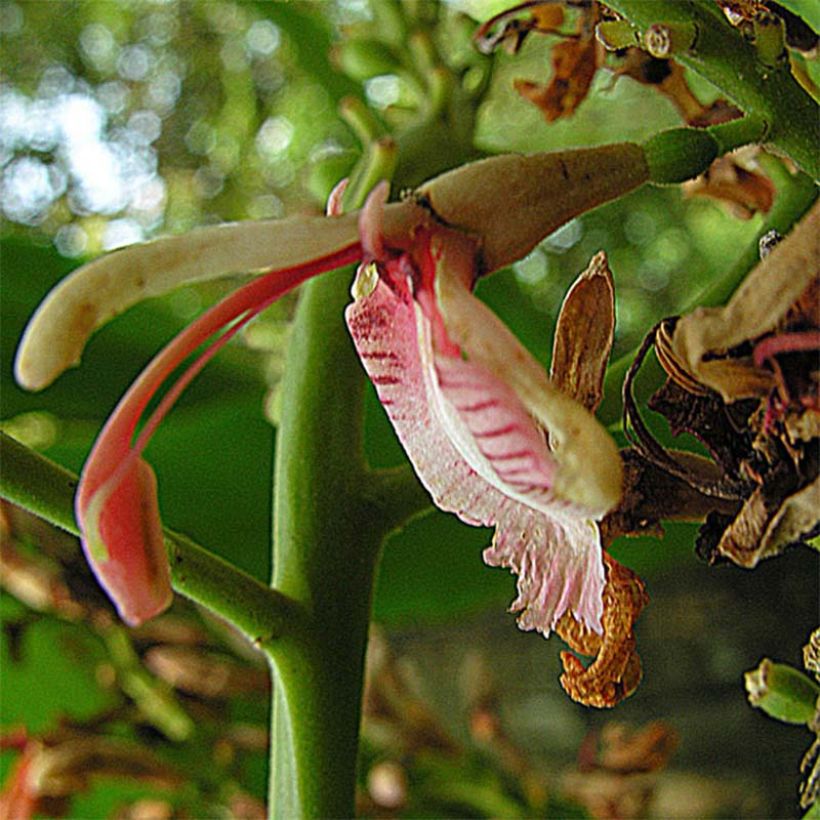 Alpinia galanga (Floração)