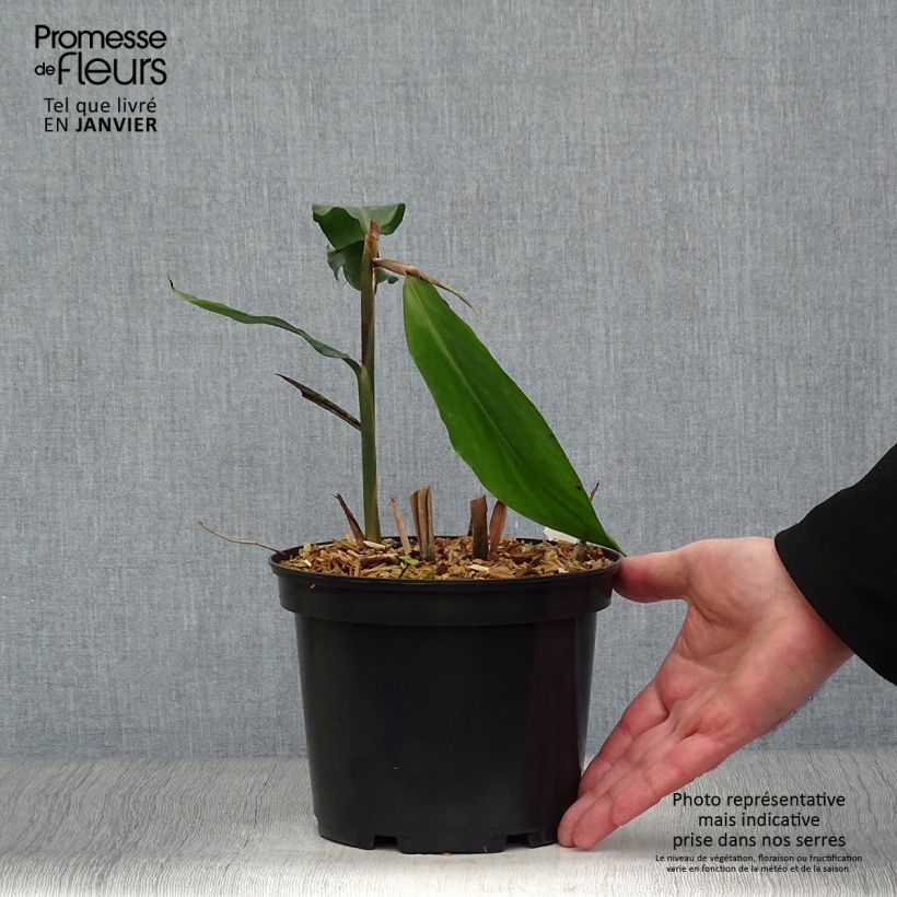 Amostra de Alpinia galanga Vaso de 2 L/3 L tal como entregue no inverno