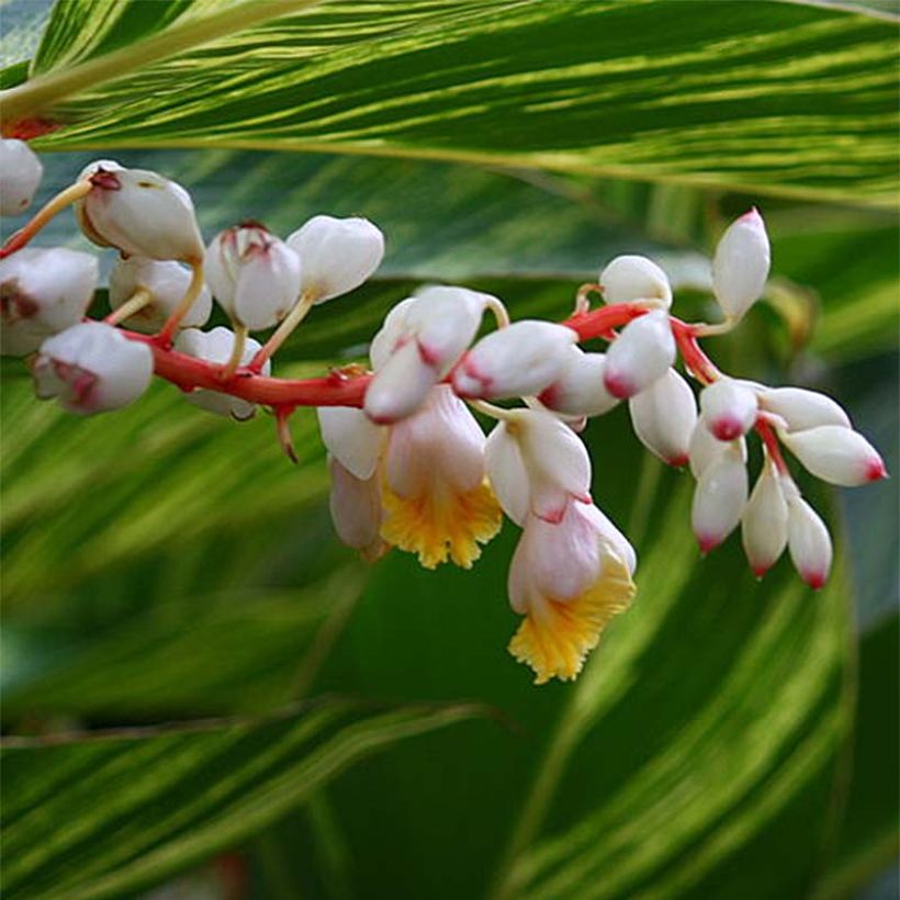 Alpinia zerumbet Variegata (Floração)