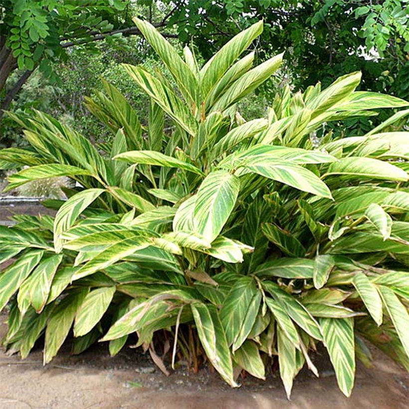 Alpinia zerumbet Variegata (Hábito)