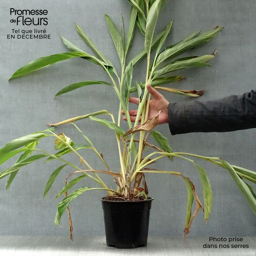 Amostra de Alpinia zerumbet Variegata - Gingembre coquille Vaso de 2 L/3 L tal como entregue no inverno