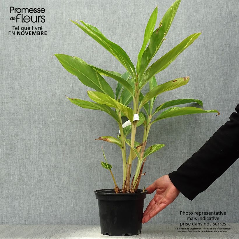Amostra de Alpinia zerumbet Variegata Vaso de 2 L/3 L tal como entregue no outono
