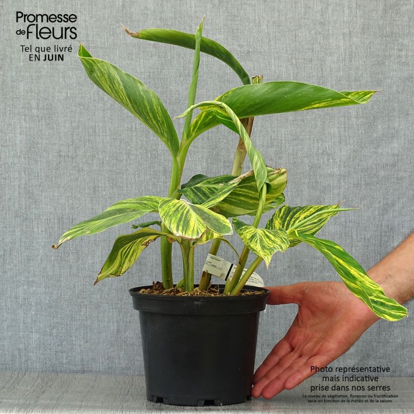 Amostra de Alpinia zerumbet Variegata Vaso de 2 L/3 L tal como entregue no verão