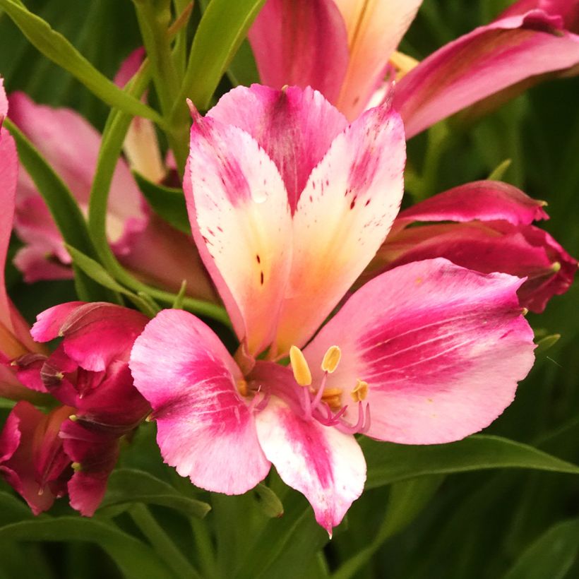 Alstroeméria Duchesses d'Anjou Emilie - Lírio-dos-incas (Floração)