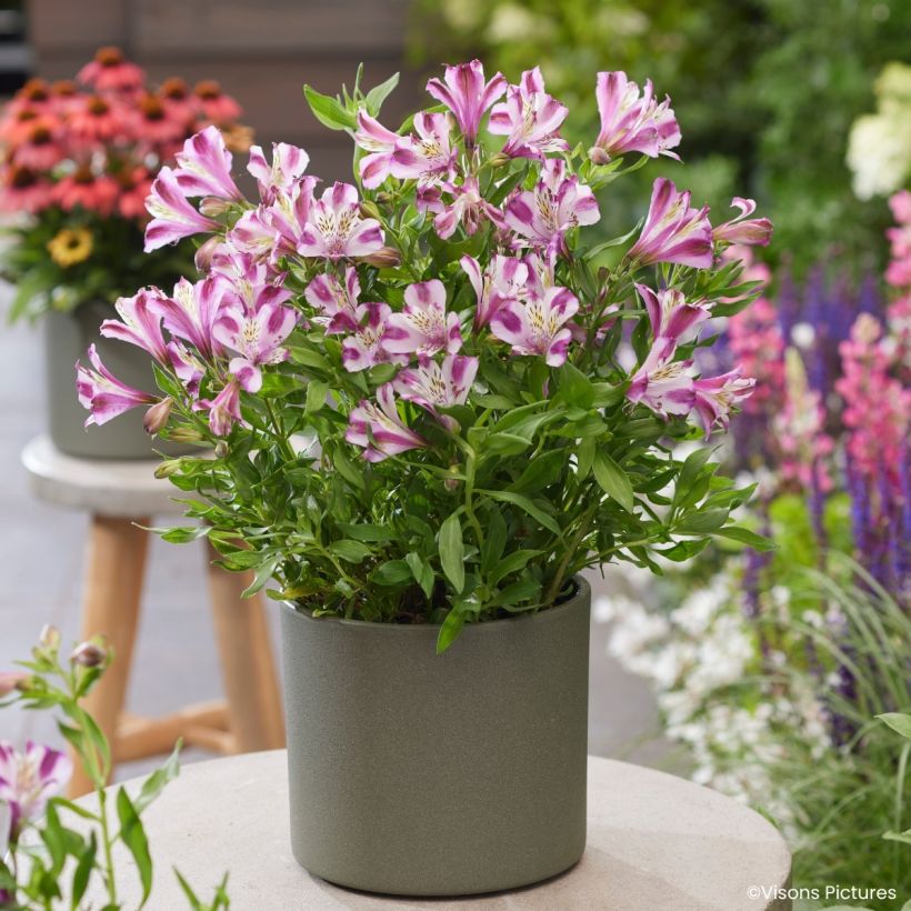 Alstroeméria Duchesses d'Anjou Valentine - Lírio-dos-incas (Hábito)