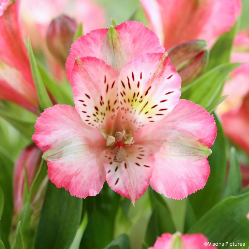 Alstroeméria Pitchounes Charlotte - Lírio-dos-incas (Floração)