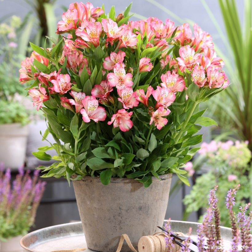 Alstroeméria Pitchounes Charlotte - Lírio-dos-incas (Hábito)