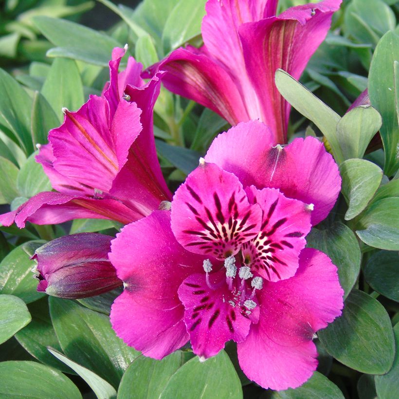 Alstroeméria Pitchounes Leonie - Lírio-dos-incas (Floração)
