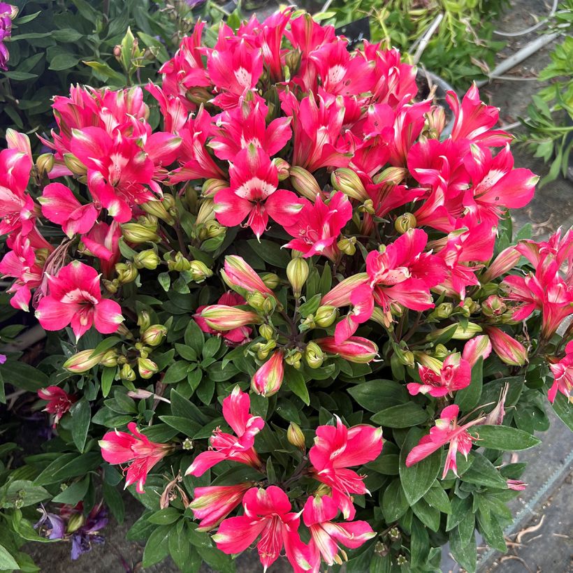 Alstroeméria Pitchounes Lily Rose - Lírio-dos-incas (Hábito)