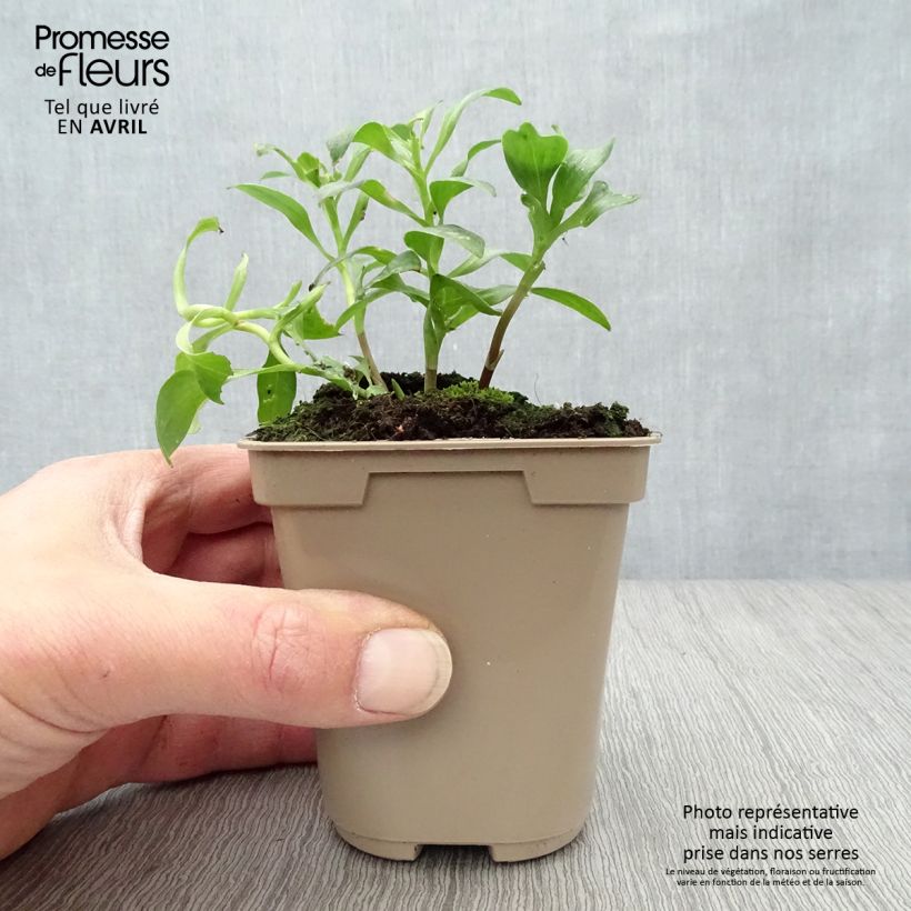 Amostra de Alstroémère Duc Arthur - Lys des Incas Godet de 8/9 cm tal como entregue na primavera