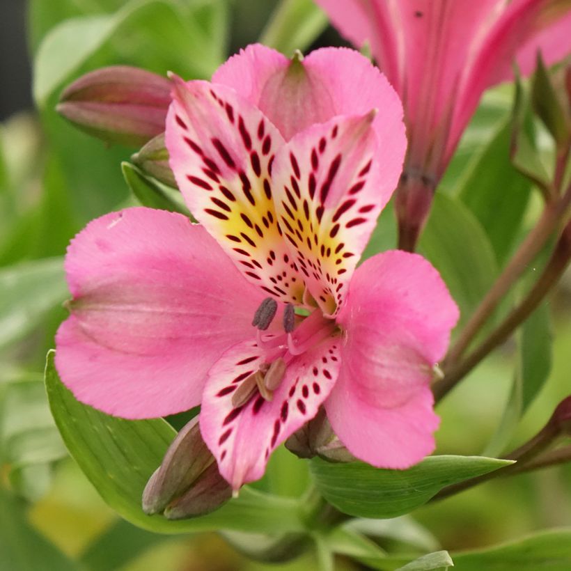 Alstroeméria Duc d'Anjou Charles (Floração)