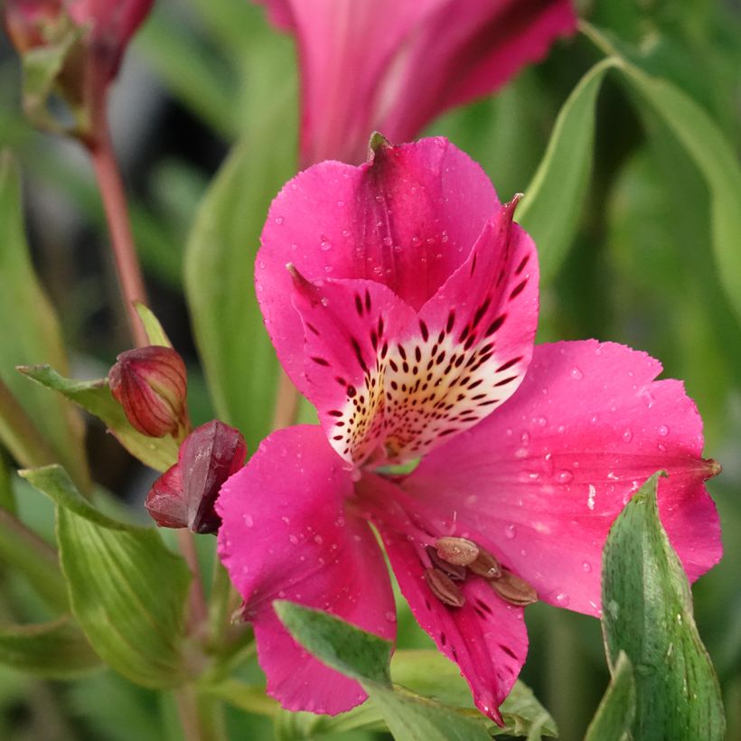 Alstroeméria Duc d'Anjou Edouard (Floração)