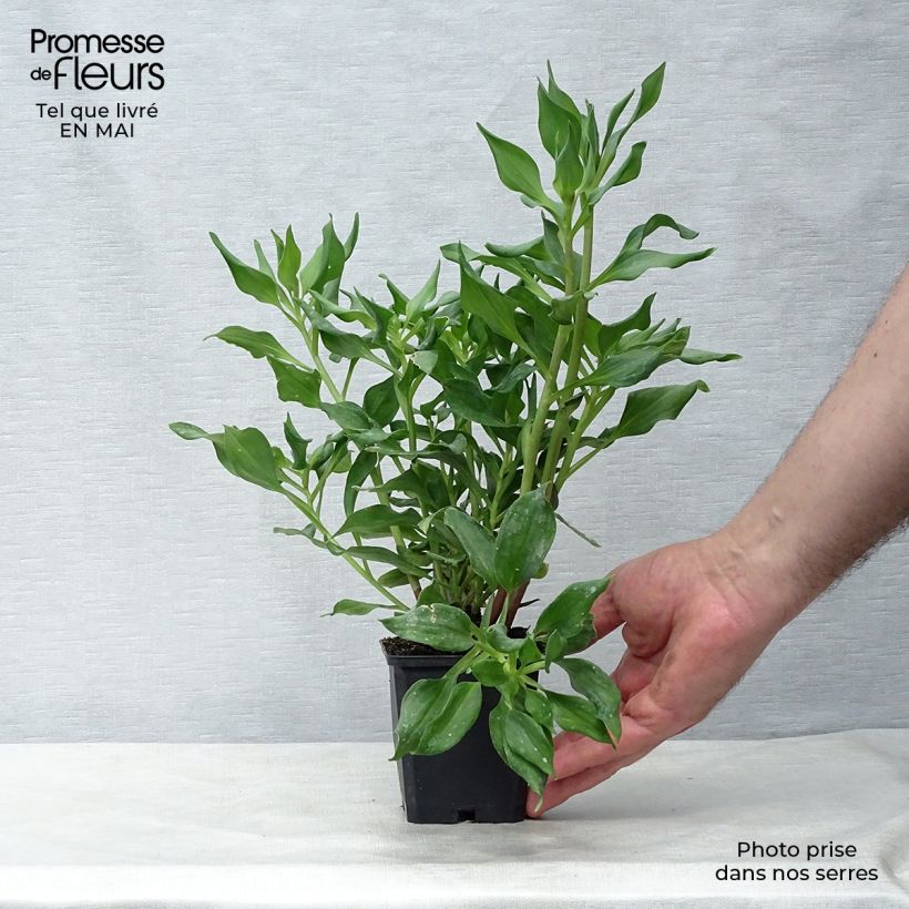 Amostra de Alstroeméria Duc d'Anjou Jean Vaso de 8/9 cm tal como entregue na primavera