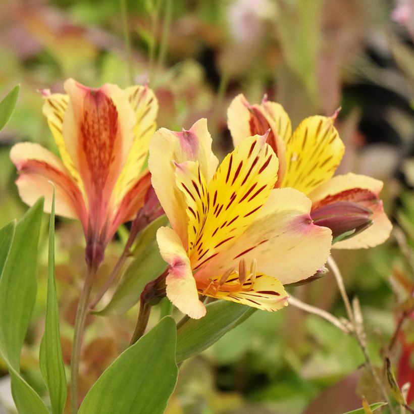Alstroeméria Duc d'Anjou Nicolas (Floração)