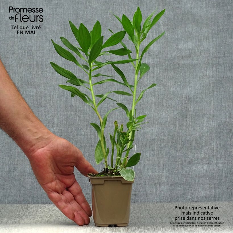 Amostra de Alstroeméria Duc d'Anjou Charles Vaso de 8/9 cm tal como entregue na primavera