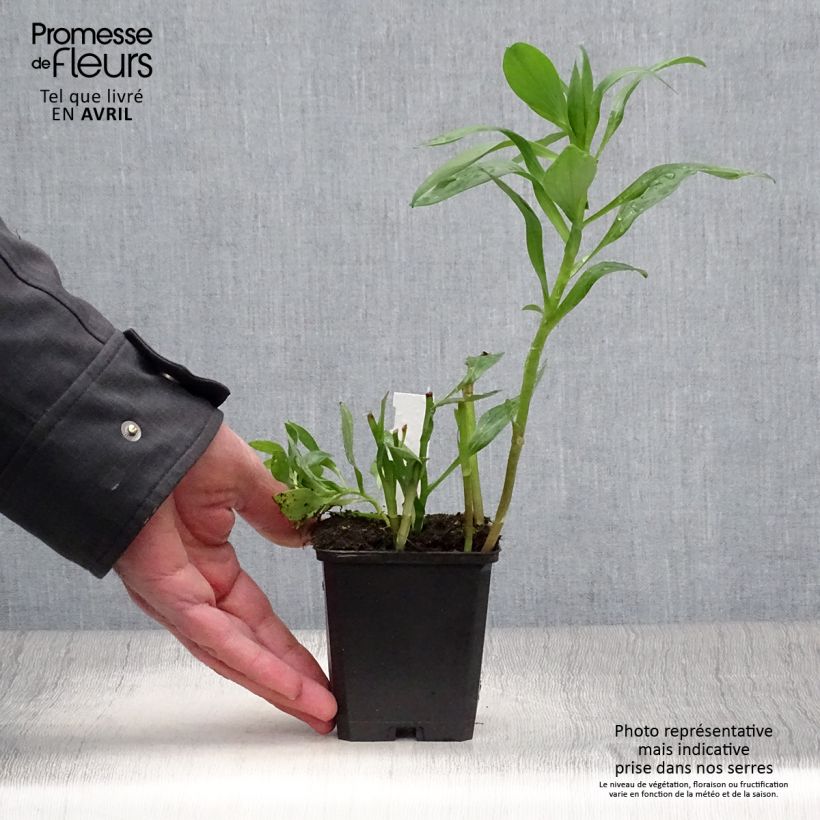 Amostra de Alstroeméria Duc d'Anjou Edouard Vaso de 8/9 cm tal como entregue na primavera