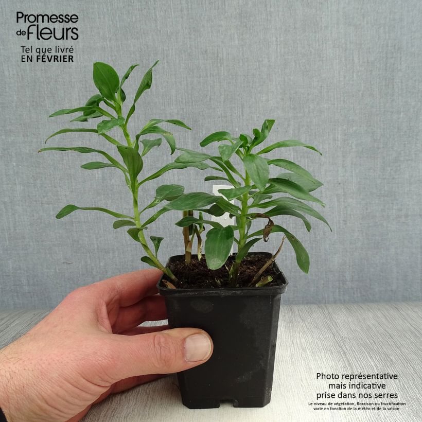 Amostra de Alstroeméria Duc d'Anjou Edouard Vaso de 8/9 cm tal como entregue no inverno