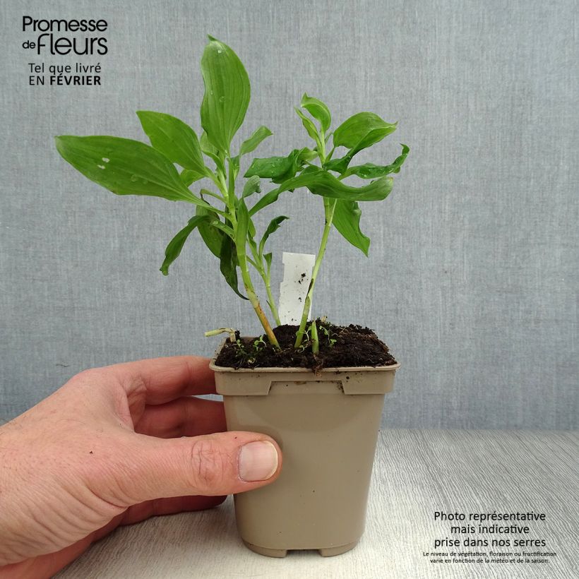 Amostra de Alstroémère Duc d'Anjou Jean - Lys des Incas Vaso de 8/9 cm tal como entregue no inverno