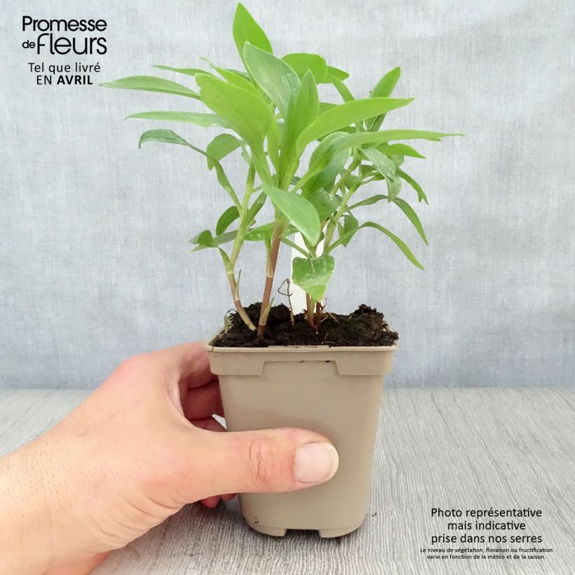 Amostra de Alstroeméria Duc d'Anjou Nicolas Vaso de 8/9 cm tal como entregue na primavera