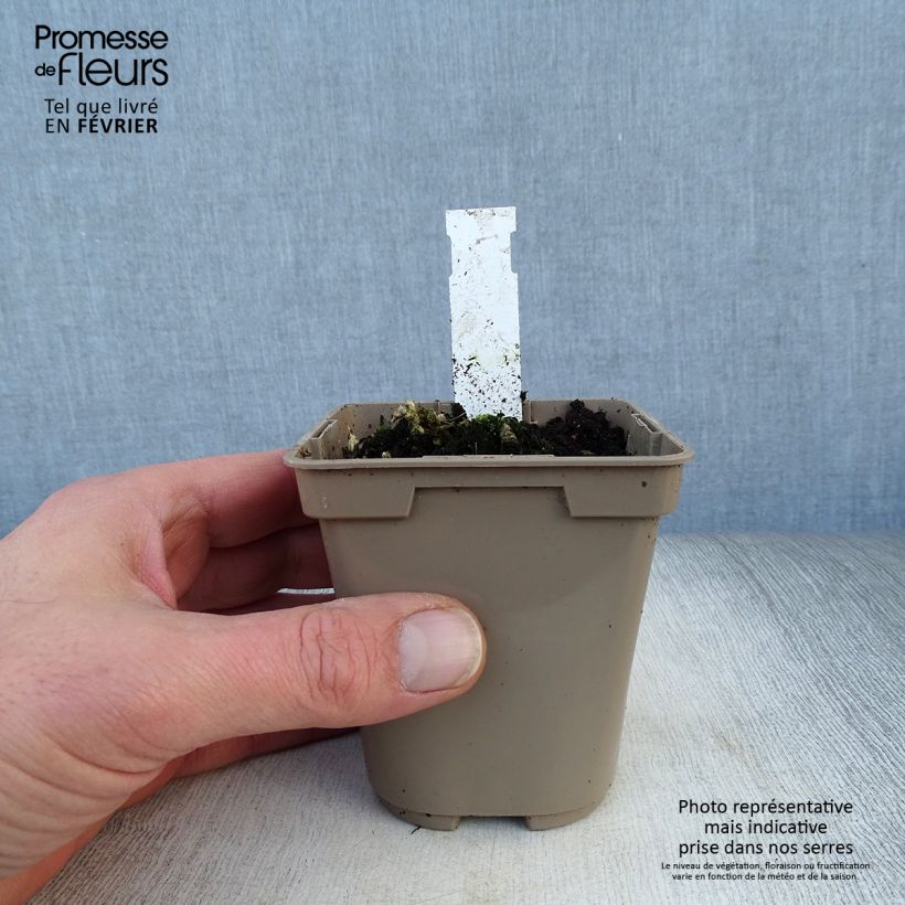 Amostra de Alstroeméria Duc d'Anjou Nicolas Vaso de 8/9 cm tal como entregue no inverno