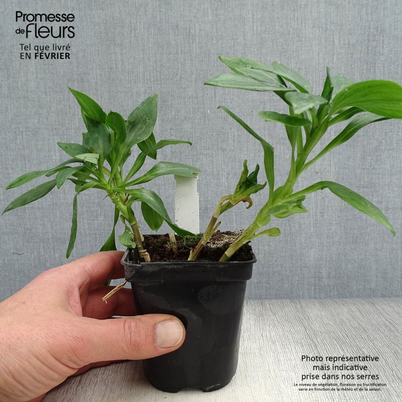 Amostra de Alstroémère Duc d'Anjou Pierre - Lys des Incas Vaso de 8/9 cm tal como entregue no inverno