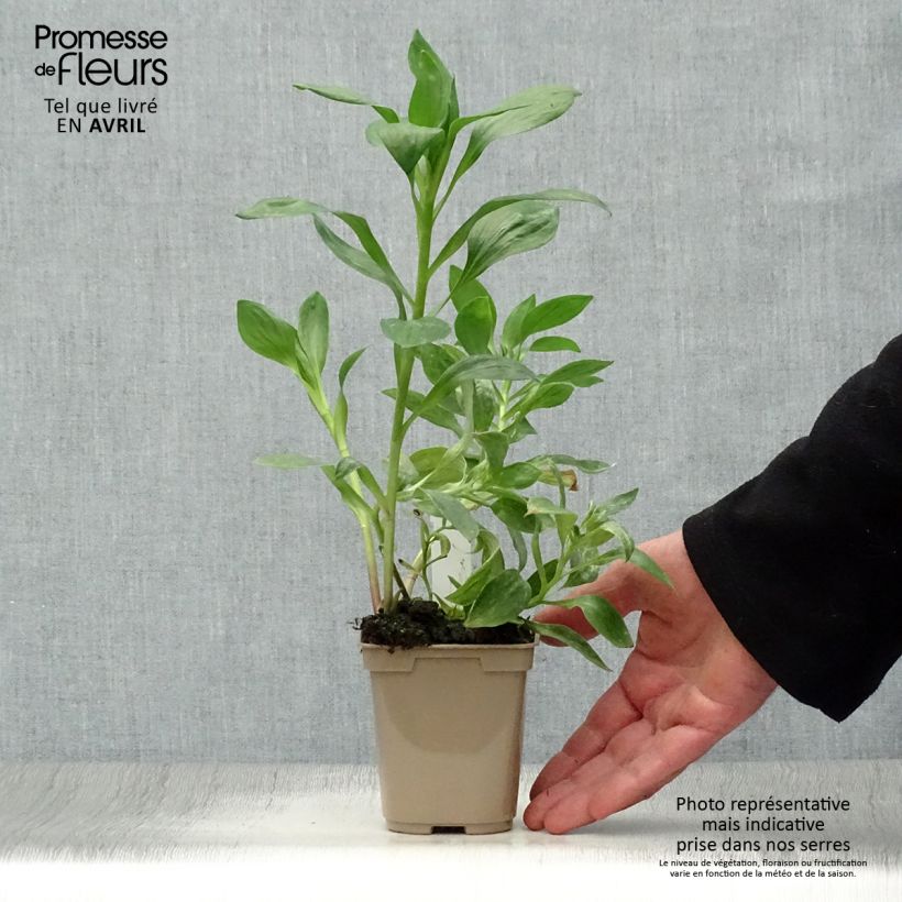 Amostra de Alstroeméria Duc d'Anjou William Vaso de 8/9 cm tal como entregue na primavera