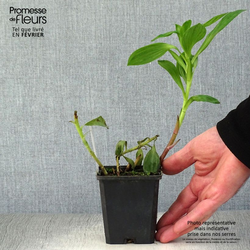 Amostra de Alstroeméria Duc d'Anjou William Vaso de 8/9 cm tal como entregue no inverno