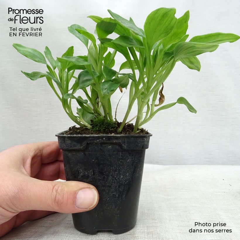 Amostra de Alstroemère Duchesses Aliénor - Lys des Incas Godet de 8/9 cm tal como entregue no inverno