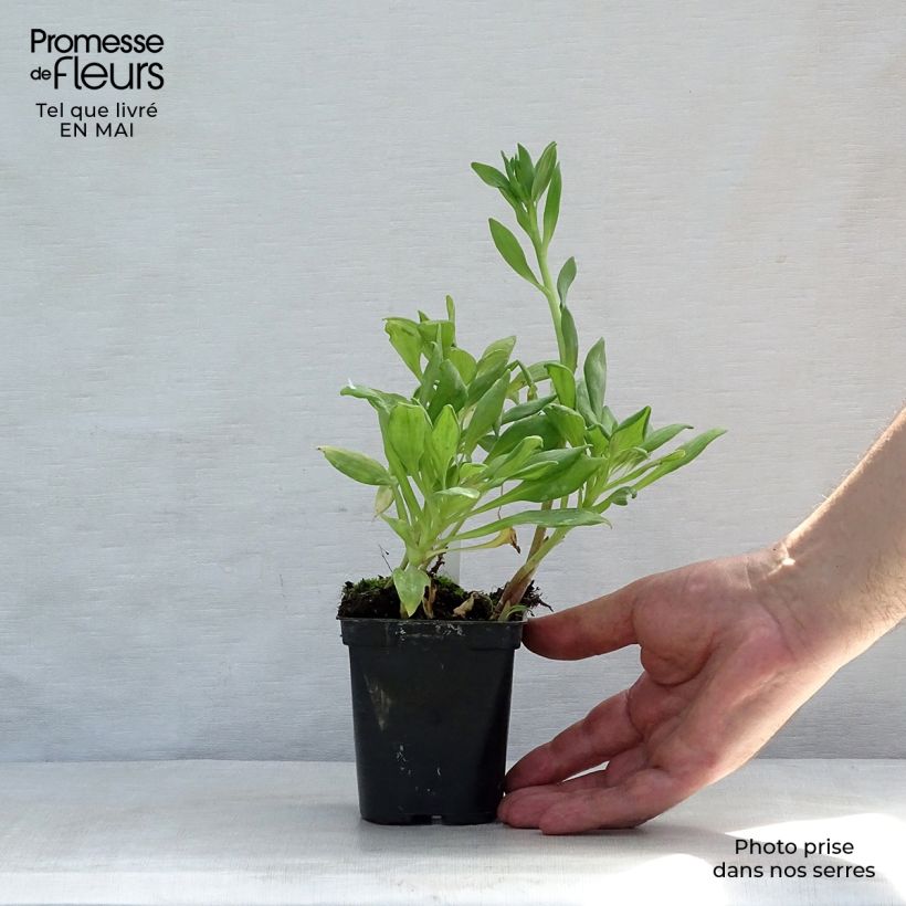 Amostra de Alstroeméria Duchesses Aliénor Vaso de 8/9 cm tal como entregue na primavera