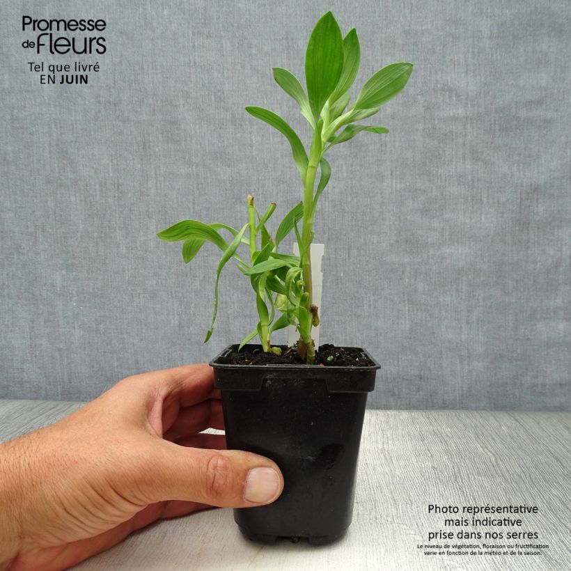 Amostra de Alstroeméria Duchesses Béatrice Vaso de 8/9 cm tal como entregue no verão